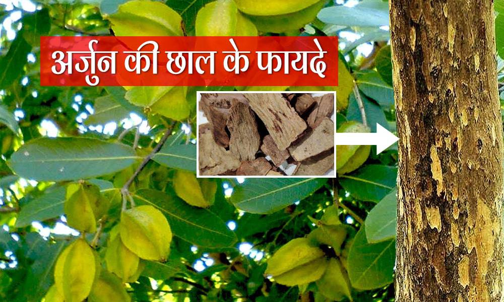 arjun-chhal-benefits-in-hindi